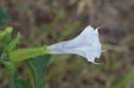 Jimsonweed